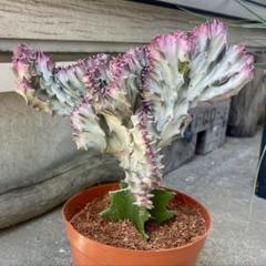 ユーフォルビアホワイトゴースト　ラクテア　キングマハラジャ 宝石のような観葉植物のお店 【Jewelry Plant】 ユーフォルビア