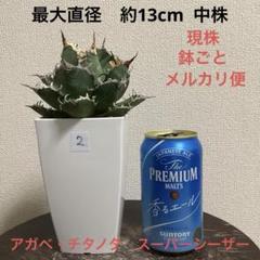 Super Titanota 限定株　子株① スーパーチタノタ 子株販売 ①｜Yahoo!フリマ（旧PayPayフリマ）