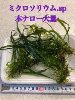希少種‼️タイ産 本ナロー 塊石付き　メルカリ便 希少種‼️タイ産 本ナロー 60葉 メルカリ便 - メルカリ