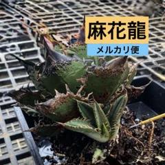 Yahoo!オークション -「星空」(観葉植物) の落札相場・落札価格