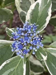 美空 限定MD 紫陽花の咲く道 美空 限定MD 紫陽花の咲く道