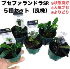 タケ★ブセファランドラまとめ売り★ 2025年最新】ブセファンドラの人気アイテム - メルカリ