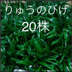 玉竜専門農家⭐立派⭐ヤマト運輸より箱で最短発送します(^O^)v