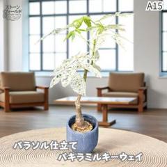 実生パキラミルキーウェイA15/枝分岐パラソル仕立て/無機質用土のサムネイル