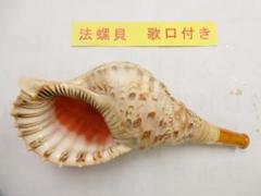 法螺貝 約35㎝ 木製歌口 赤紐付　訳アリ格安 新品　 MH-412 法螺貝（ほら貝）販売のお店