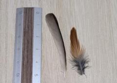 鳥の羽根・ホオジロ・美品