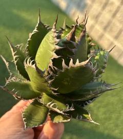 アガベ　まとめ売り linkplants-fo076-001-06.jpg?v=