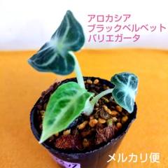 アロカシア ブラックベルベット バリエガータ ニンジャ 斑入り e