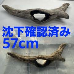 V21沈下確認済み流木 アク抜き済み アクアリウム 爬虫類用