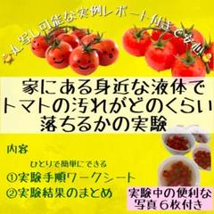 トマトで実験　自由研究　丸写し可能　ホタテパウダー付　実験写真６枚付き　数量限定