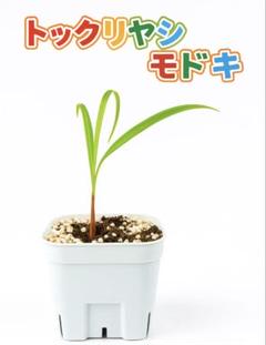 【希少種】トックリヤシモドキ 実生苗 鉢付きのサムネイル