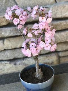 桜 旭山の中古 未使用品を探そう メルカリ 桜 旭山の中古 未使用品を探そう メルカリ