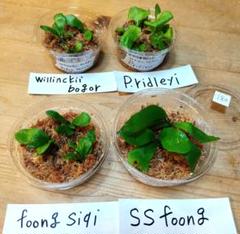ビカクシダ アンディナム 胞子培養 platycerium andinum 板付 Platycerium Saikeaw(P.andinum x P.willinckii) ビ