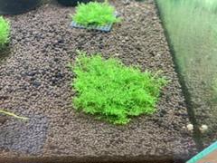 プレミアムモス③