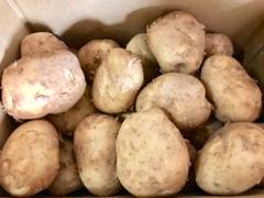 高知県産新じゃがいも、即購入OK