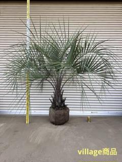 ココスヤシ　シルバーリーフ葉先100幹回り60cm 幹高20cm D3 ココスヤシシルバーリーフ【極太】葉先 200cm幹回り125cm 幹高