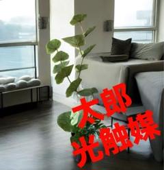 光触媒　人工観葉植物　ウォールグリーン　フェイクグリーン　シーグレープ曲o