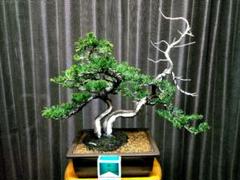 【貴風　真柏盆栽】　　　　　　⭕お薦め品❗ Yahoo!オークション - 【糸魚川真柏】 貴風盆栽 懸崖 上下27cm