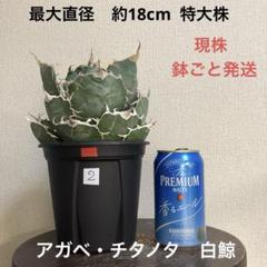 2025年最新】アガベ 白鯨 鉢ごとの人気アイテム - メルカリ