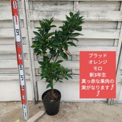 グレープフルーツ ルビー 新3年生 21cm7号ポリポット入り | Shop