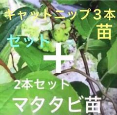 2025年最新】マタタビ 苗の人気アイテム - メルカリ