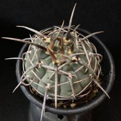 C.バッテリー 狂刺 スーパー実生 鉢植えメルカリ便送料込み 狂刺 スーパーバッテリー 実生 鉢植えメルカリ便送料込み - メルカリ
