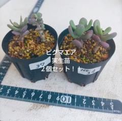 た*や様 ケラリアピグマエア　実生　雄株雌株セット　鉢のままメルカリ便発送 ケラリア ピグマエア 雄株雌株セット 塊根植物・コーデックス
