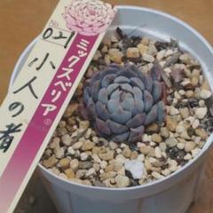おらいさん.＊札のみ.11種セット.＊ 円 札付き おらいさん ミックスベリア 多肉植物 - メルカリ