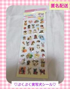 【平成レトロ】ぷくぷく実写犬シール　ファンシー　平成女児　わんこ　ステッカー