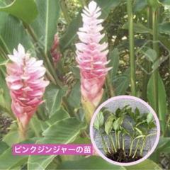 希少※ハワイ　ピンク＆レッド　トーチジンジャー　抜き苗 ピンクジンジャーの苗n-1 - メルカリ