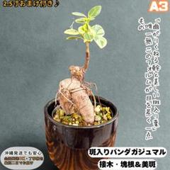 か*な様 【おもしろ株/300円スタート】パンダガジュマル 斑入り 葉挿し か*な様 【おもしろ株/300円スタート】パンダガジュマル 斑入り