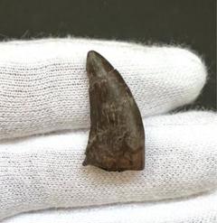 まるで獣脚類のようなモササウルスの巨大歯約70mm