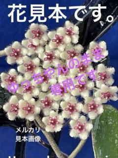 花座つき　ホヤ　プワアエンシス　Hoya phuwuaensis サクララン② Hoya Phuwuaensisの香りについて - Genspark