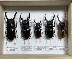 昆虫標本　キクロマトス6頭セット　ブリード品 本物の昆虫標本絶妙な動物標本ギフトセット透明樹脂