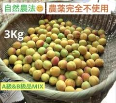 兵庫県産 完全農薬不使用/自然農（白加賀）青梅　7kg 本日限定⭐︎兵庫県産 自然農/完全農薬不使用（白加賀）梅A級&B