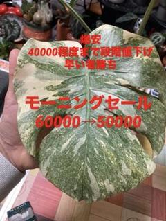 ☆霜降り極斑☆ モンステラ デリシオーサ レガシー 完品 - メルカリ