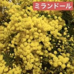 m_flower様3束【449】ミモザ【284】シンカルファ【361】マグネータ