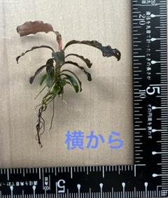 2025年最新】ブセファランドラ クダガン トロピカの人気アイテム
