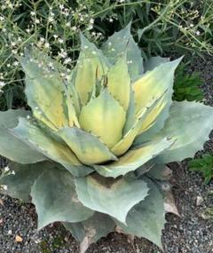 c*i様 アガベ　オバティフォリア　激レア　斑入り　オルカ　キラー　リップルエフ 豪華で新しい agave オルカ オバティフォリア アガベ ovatifolia