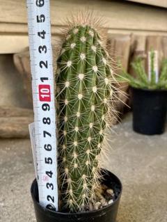 ⑤［株丈14cm］ブリンチュウ 武倫柱 ブリン柱 柱サボテン ドライ