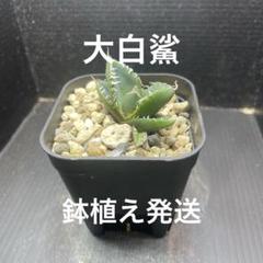 2025年最新】大白鯊 アガベの人気アイテム - メルカリ