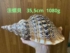 法螺貝 法螺貝 ホラ貝 特大サイズ 直線35,5cm 重さ1080g - メルカリ