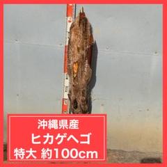 沖縄巨大 ヘゴ へご ヒカゲヘゴ 観葉植物