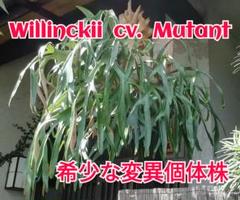 P.Willinckii cv Mutant ウイリンキー選抜　子株付き P.Willinckii cv Mutant ウイリンキー選抜個体 - メルカリ