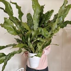 特大　希少　クロコダイルファーン　白鉢セラアート鉢　観葉植物　現物 特大 希少 クロコダイルファーン 白鉢セラアート鉢 観葉植物