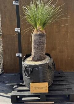 超希少‼︎2年目クサントロエア・プレイシー / グラスツリー　３5本 Amazon.co.jp: 【種子】Xanthorrhoea Preissii クサントロエア