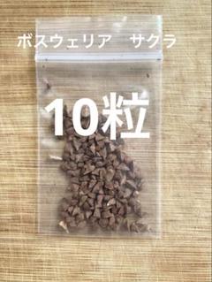 1kg スーペリアホジャリ乳香ボスウェリア・サクラ（オマーン) 2025年最新】ボスウェリア サクラの人気アイテム - メルカリ