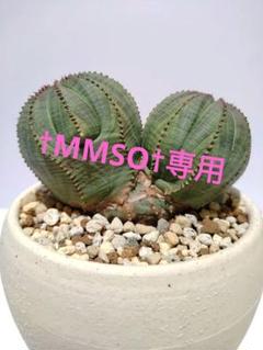 ダブルヘッド 2頭 巨大 ユーフォルビア オベサ Euphorbia obesa ダブルヘッド 2頭 巨大 ユーフォルビア オベサ Euphorbia obesa