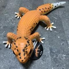 ヒョウモントカゲモドキ  17点 フトアゴ set ヒョウモントカゲモドキ 17点 フトアゴ set（レオパ飼育キット(M