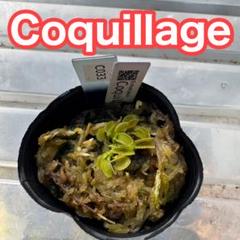 2025年最新】食虫植物 種類の人気アイテム - メルカリ